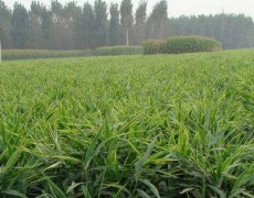 開(kāi)溝機(jī)使用中的故障排查與保養(yǎng)